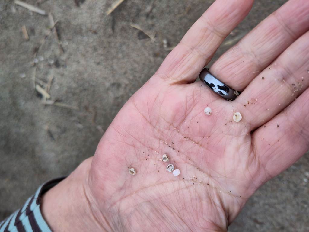 日本海邊拾獲的白色農業用緩釋膠囊殼，原本用於包覆肥料或農藥，如今成為海洋微塑膠的一部分。